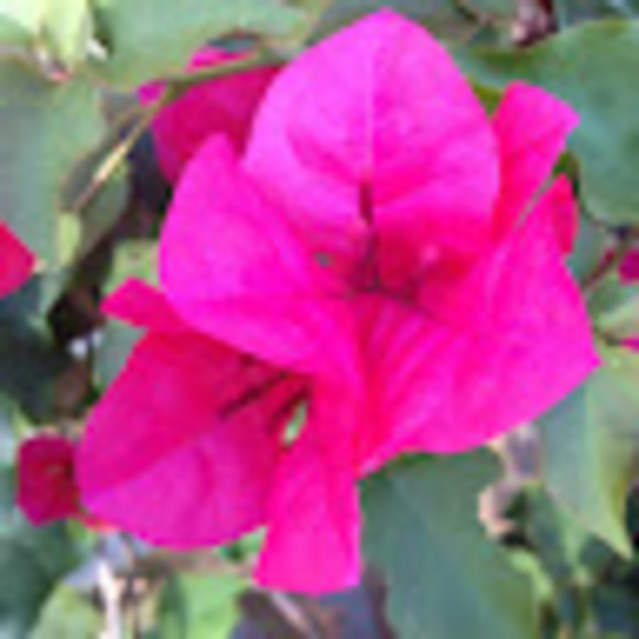 laurasinger346